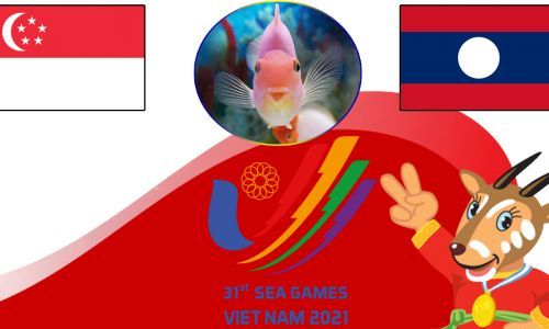Cá vàng tiên tri dự đoán U23 Singapore vs U23 Lào, 16h00 ngày 7/5
