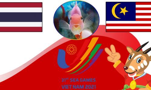 Cá vàng tiên tri dự đoán U23 Thái Lan vs U23 Malaysia 19h00 ngày 7/5