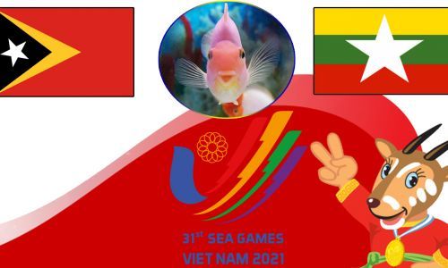Cá vàng tiên tri dự đoán U23 Timor Leste vs U23 Myanmar 16h00 ngày 8/5