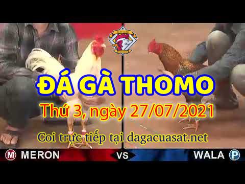 Clip chọi gà Campuchia Thomo ngày 27/7/2021