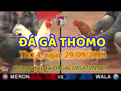 Tổng hợp clip gà Hay – Live 29/9/2021