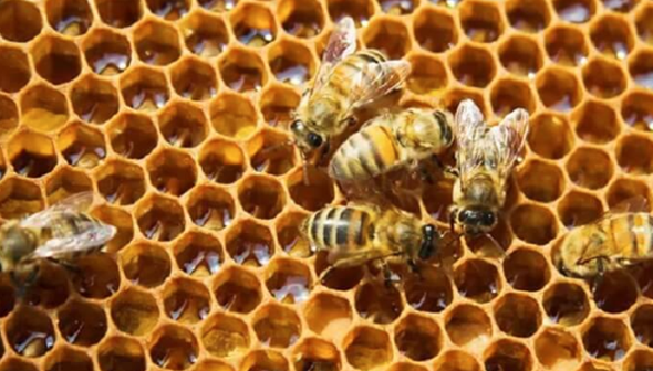 Mơ thấy tổ ong nên cẩn thận vấn đề sức khỏe