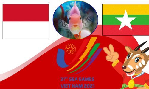 Cá vàng tiên tri dự đoán U23 Indonesia vs U23 Myanmar 16h00 ngày 15/5