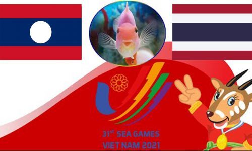 Cá vàng tiên tri dự đoán U23 Lào vs U23 Thái Lan 19h00 ngày 16/5
