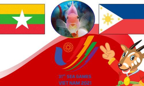 Cá vàng tiên tri dự đoán U23 Myanmar vs U23 Philippines 16h00 ngày 10/5