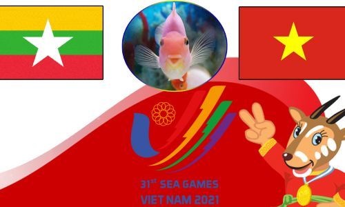 Cá vàng tiên tri dự đoán U23 Myanmar vs U23 Việt Nam 19h00 ngày 13/5