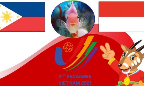 Cá vàng tiên tri dự đoán U23 Philippines vs U23 Indonesia, 16h00 ngày 13/5