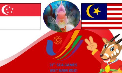 Cá vàng tiên tri dự đoán U23 Singapore vs U23 Malaysia 16h00 ngày 14/5