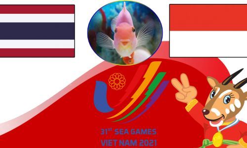 Cá vàng tiên tri dự đoán U23 Thái Lan vs U23 Indonesia 16h00 ngày 19/5