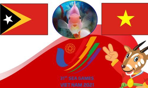 Cá vàng tiên tri dự đoán U23 Timor Leste vs U23 Việt Nam 19h00 ngày 15/5