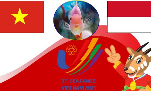 Cá vàng tiên tri dự đoán U23 Việt Nam vs U23 Indonesia 19h00 ngày 6/5