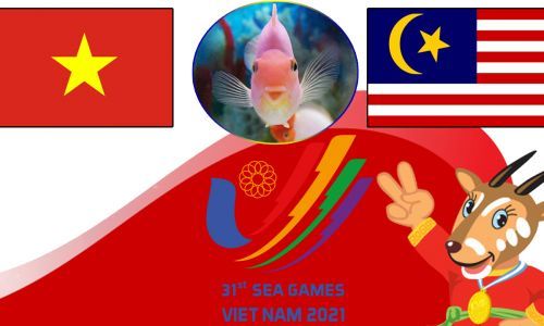 Cá vàng tiên tri dự đoán U23 Việt Nam vs U23 Malaysia, 19h00 ngày 19/5