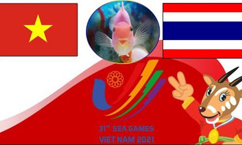 Cá vàng tiên tri dự đoán U23 Việt Nam vs U23 Thái Lan 19h00 ngày 22/5